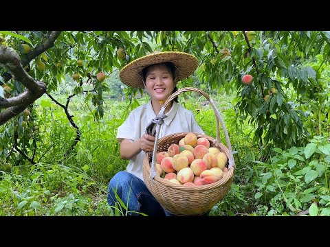 Видео: Персики спелые, сладкие и вкусные, но, к сожалению, многие из них гнилые.