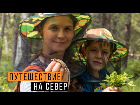 Видео: Ловим АМФИБИЙ и РЕПТИЛИЙ на СЕВЕРЕ / Вологодская и Архангельская области / Змеелов - ученый