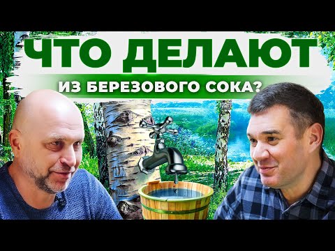 Видео: Как собирать березовый сок? Почему его нужно пить каждый день? Бизнес на березе. Андрей Даниленко