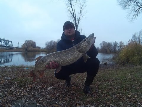 Видео: Джиговая рыбалка на реке Оскол в центре города Купянск
