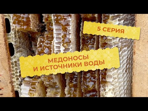 Видео: 5 серия. Медоносная база вашего участка и источники воды.