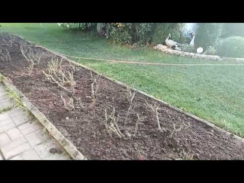Видео: Начинаю готовить розы к зимовке. Обрезаю розы. Ленинградская область. 