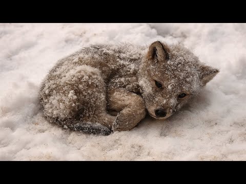 Видео: В сугробе лежал полуживой щенок. Девушка спасла его… Но то, кем он вырос — поразило её