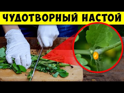 Видео: Чтобы прожить до 100 лет отожми сок Чистотела, Лечит практически Всё! Чистотел внутрь и кому нельзя.