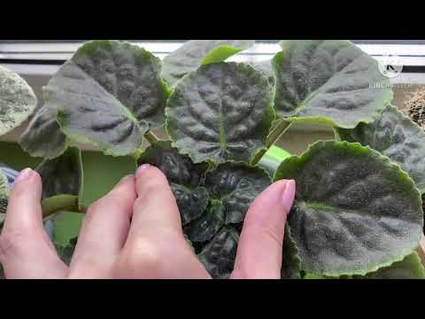 Видео: ФИАЛКИ через 2 недели после обработки Прогнозом от мучнистой росы.