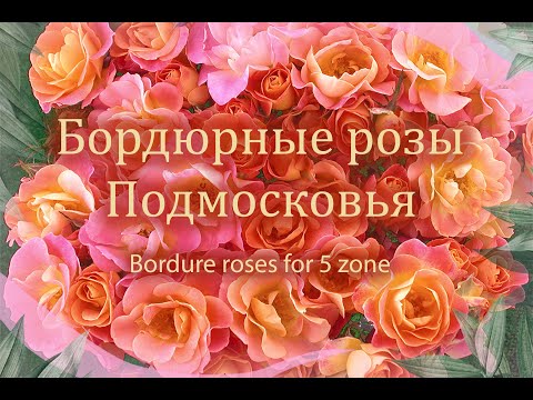 Видео: Бордюрные розы Bordure Camaieu Ninetta Maidy Jazz rose. Bordure roses