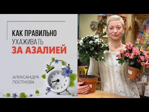 Видео: Красивое цветущее комнатное растение Азалия. Как правильно ухаживать за азалией и что учесть.