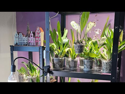 Видео: Цветение моих орхидей в январе 2025 года  #orchid #orquideas #орхидеи #orchidee
