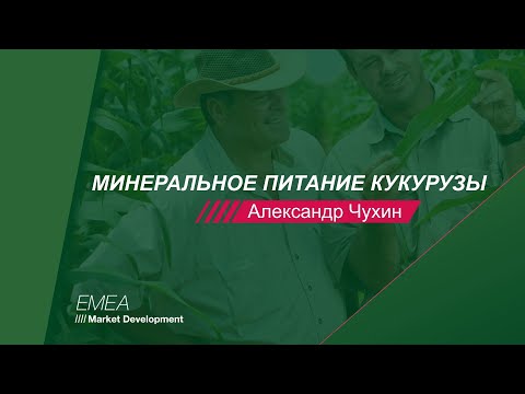 Видео: Минеральное питание кукурузы