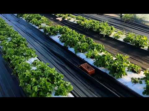 Видео: 🍓 Опять заморозки в Подмосковье🍓 ДОСТАЛО!!