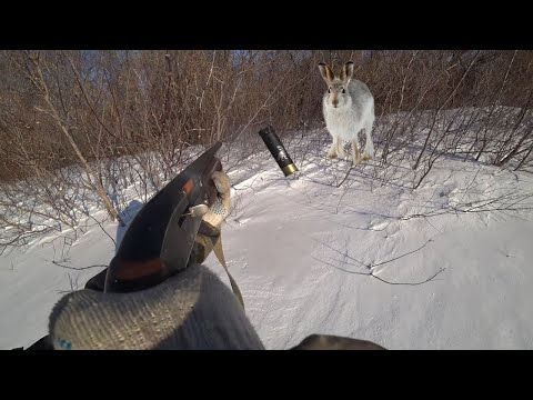 Видео: ОХОТА на ЗАЙЦА!!!ЗАЯЦ идёт на ТАРАН!!! #охотаназайца #hunting #заяц #русак
