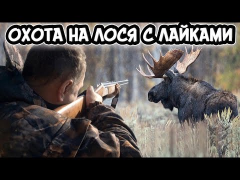 Видео: ОТКРЫТИЕ ОХОТЫ. ОХОТА на КАБАНА и ЛОСЯ. ВЗЯЛ КАБАНА НОЖОМ. ВСТРЕТИЛСЯ с ВОЛКОМ в ЛЕСУ 