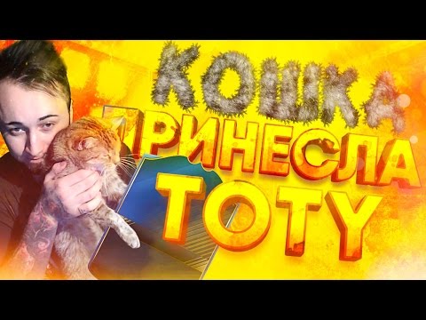 Видео: КОШКА ВЫТАЩИЛА TOTY!