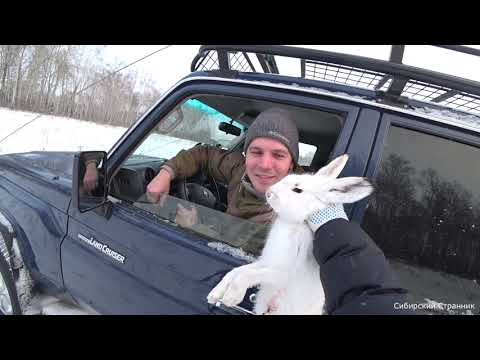 Видео: Они выпрыгивали прямо из под ног. Охота в Сибири.