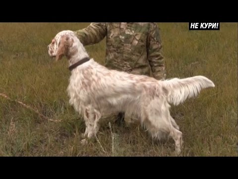 Видео: О породе Английский сеттер. Охота с ястребом и английским сеттером . 2018
