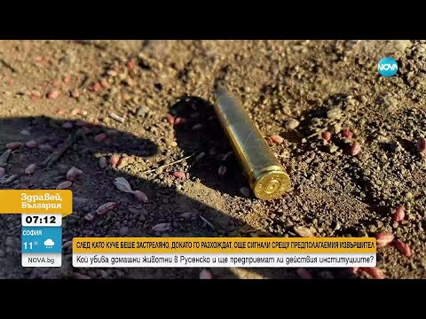 Видео: Множество сигнали за застреляни домашни кучета в Русенско