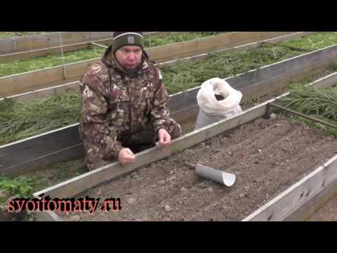 Видео: Посев ранней моркови под зиму