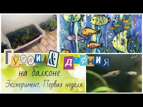 Видео: #ГУППИ  & #ДАФНИЯ на балконе. Эксперимент.  1 неделя.