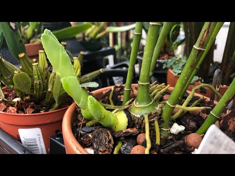 Видео: Часть 1. Обзор коллекции орхидей. В этой части - те что радуют . Каттлеи, ванды, дендробиумы и др.