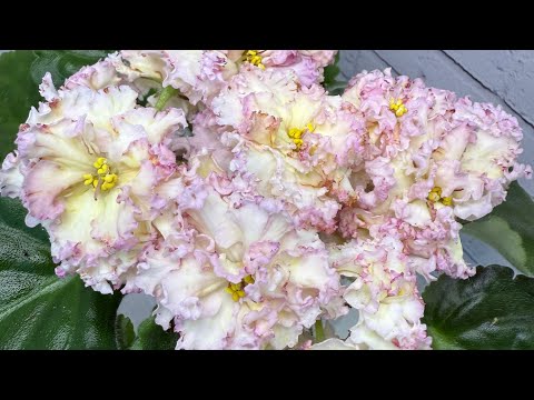 Видео: Обзор сортов фиалок.