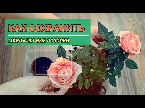 Видео: Маленькие розы в горшочках, чтобы не погибли и долго радовали!