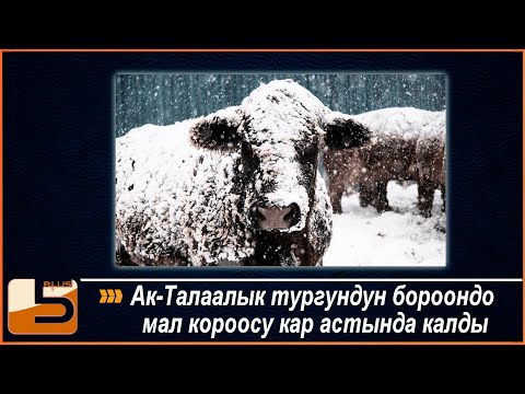 Видео: Ак Талаалык тургундун бороондо мал короосу кар астында калды