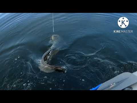 Видео: Рыбалка на сома.В Саратове.