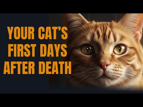 Видео: Эдгар Кейси: Что происходит с душами кошек в первые дни после смерти