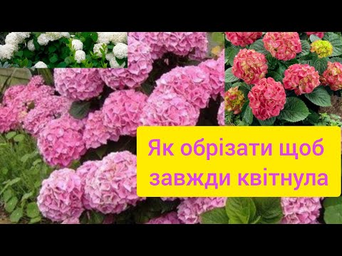 Видео: Як та коли ☝️правильно обрізати широколисту гортензію 🤷