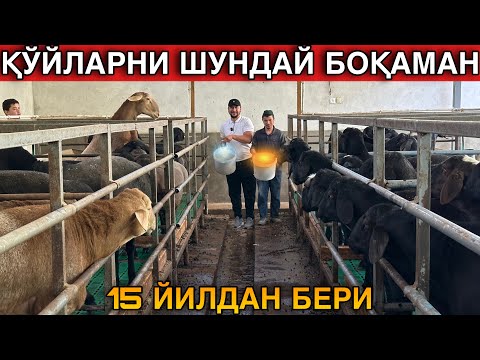 Видео: 15 йилдан Бери Шундай Боқаман Хаммага Тавсия Этаман