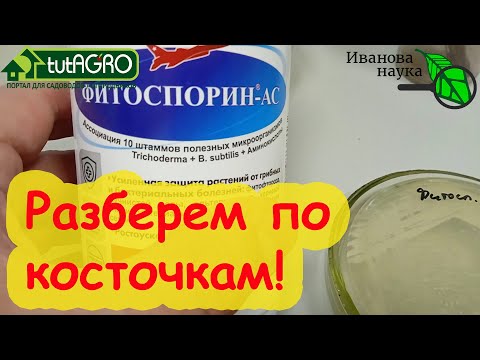 Видео: НАУЧНАЯ ПЯТНИЦА. Фитоспорин-АС. Ждать ли чуда? Разбираем препарат на составные части. Пахнет ацццки!