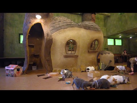 Видео: Кошачье кафе в лесной тематике 🐈 Temari No Ouchi в Токио japan Kichijyoji