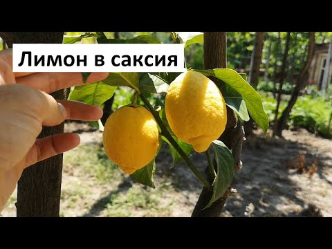Видео: Лимон в саксия: Отглеждане