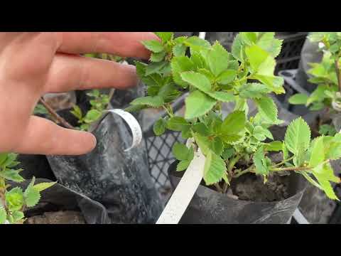 Видео: Выбираем саженцы 