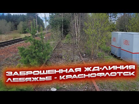 Видео: Заброшенная ЖД Ленинградской области! Линия Лебяжье - Краснофлотск