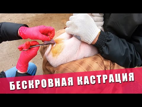 Видео: КАК КАСТРИРОВАТЬ ПОРОСЯТ | Бескровная кастрация поросенка в домашних условиях | Кастрация свиней