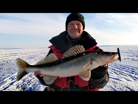 Видео: Так РАЗДАЕТ только ВЕСНОЙ! Ловля МАТЕРОГО судака на ВОЛГЕ под КАЗАНЬЮ