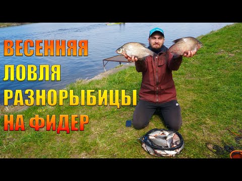 Видео: Весенняя ловля разнорыбицы на фидер. Такого клева я не ожидал!!! Рыбалка 2022