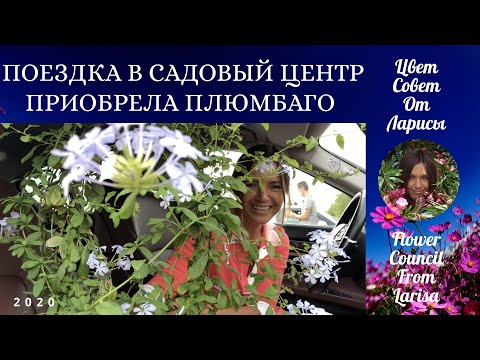Видео: ЕДЕМ В САДОВЫЙ ЦЕНТР ЗА НОВИНКОЙ ПЛЮМБАГО 4К