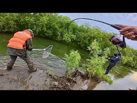 Видео: ЛОСОСЬ ЗАШЁЛ НА НЕРЕСТ! РЫБАЛКА НА КАМЧАТКЕ В РУЧЬЕ ПО КОЛЕНО