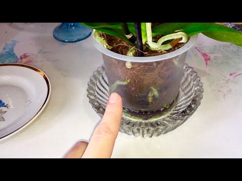 Видео: Первый ПОЛИВ ОРХИДЕИ после покупки