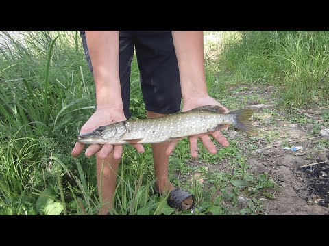 Видео: ОЧЕНЬ МНОГО ЩУКИ В ЭТОМ ЗАЛИВЕ. ЧТО ОНА ТВОРИТ? ЛОВЛЯ ЩУКИ НА СПИННИНГ.