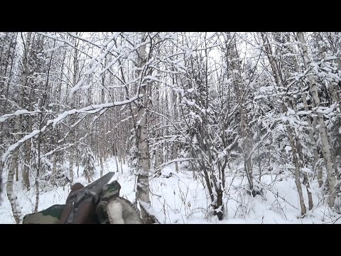 Видео: Охота на зайца с русско пегой гончей ! 19,11,23 Отдушин погонял 😁