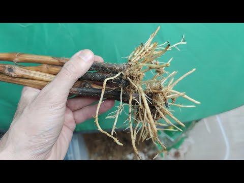 Видео: укоренение винограда на подоконнике // rooting of vines