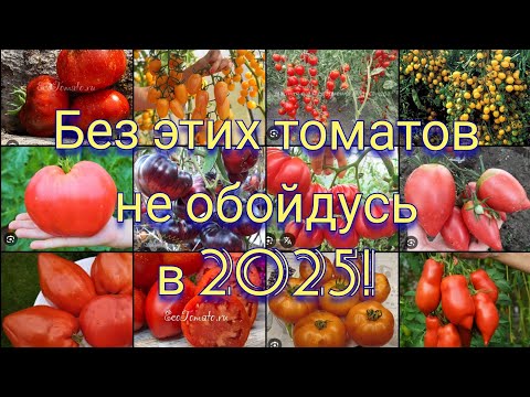 Видео: Без этих томатов не обойтись в 2025!🤗❤️🍅Где заказала?🤔 сорта из Италии и США 🍅
