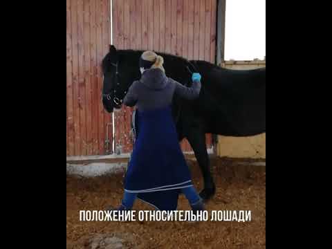 Видео: Работа в руках с молодой лошадью