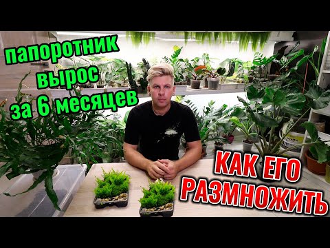 Видео: Как я размножил РЕДКИЙ ПАПОРОТНИК Дринария Вариегатная