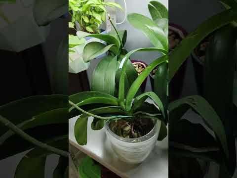 Видео: Мои фаленопсиса. Обзор растений. Часть 2.