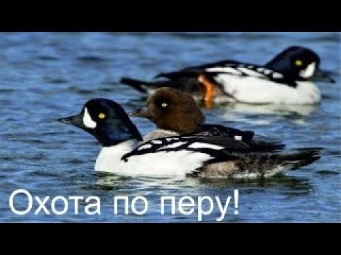 Видео: ОХОТА НА УТКУ! КРЯКВА, ГОГОЛЬ, ХОХЛАТАЯ ЧЕРНЕТЬ!