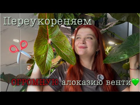 Видео: Режем ОГРОМНУЮ алоказию | Омолаживание алоказии венти💚